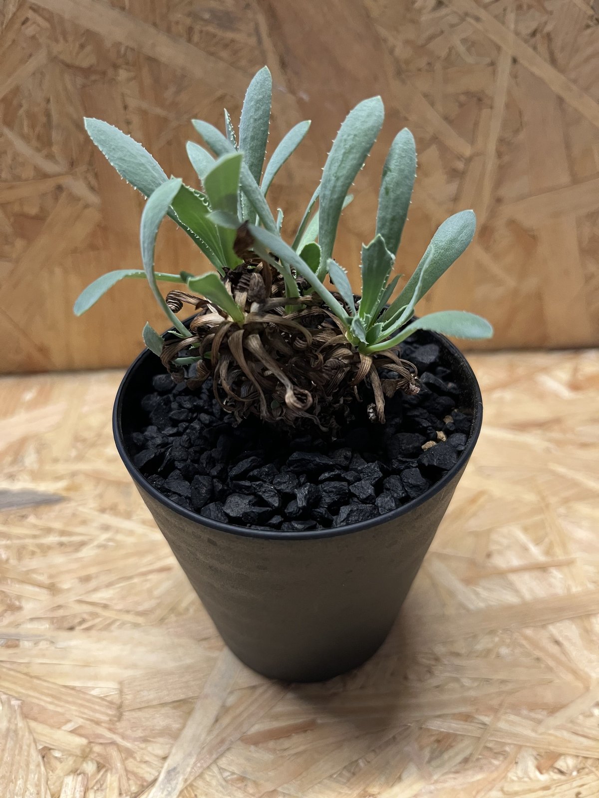 オトンナレトロルサ　現地株　発根済み オトンナ レトロルサ（発根済み） RF230007 | RAFLUM / ラフラム｜東京