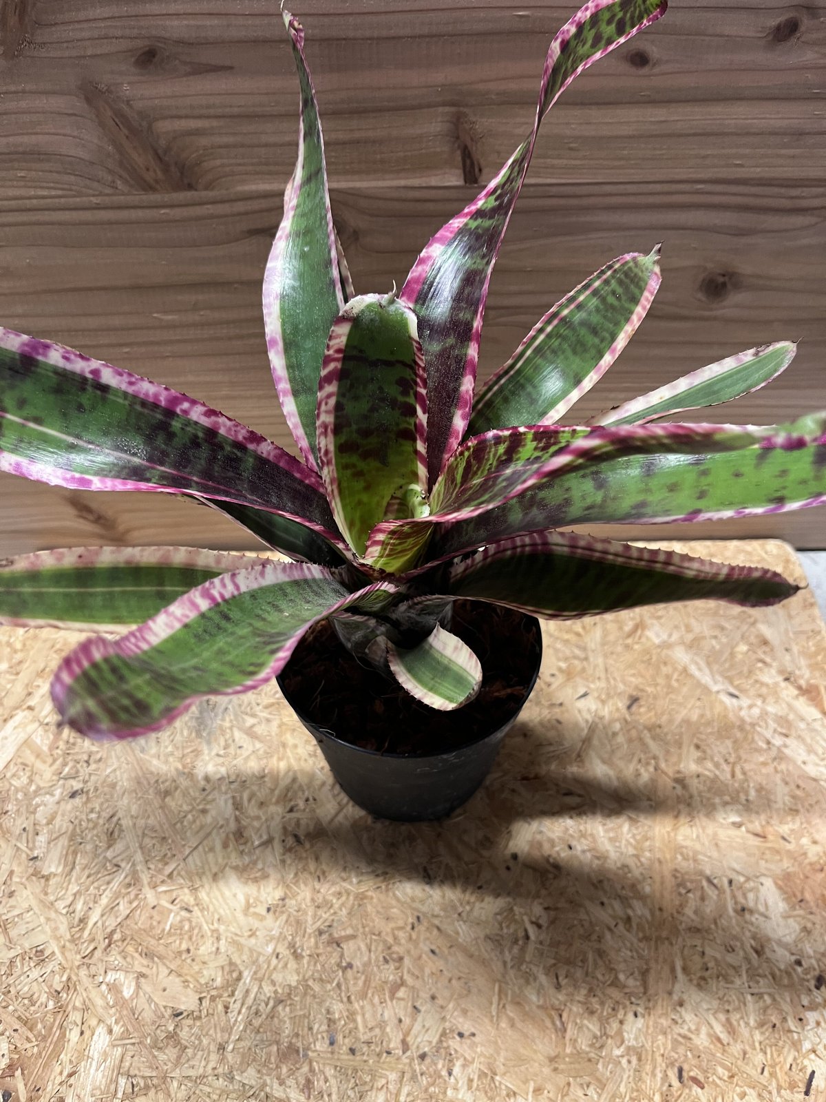 ネオレゲリア ルシファー | GREEN LUCK