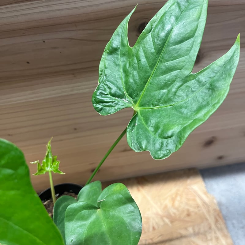 な*す様 在庫1株のみ【超希少】アンスリウム・ペダトラディアツム☆#