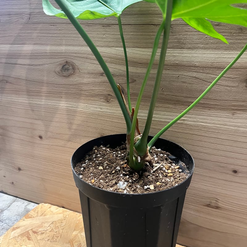 アンスリウム ペダトラディアツム | GREEN LUCK