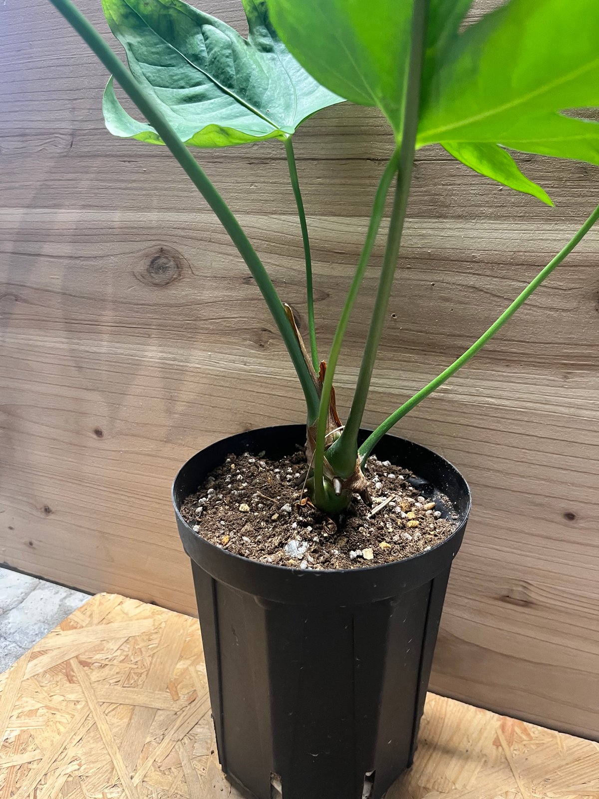 アンスリウム ペダトラディアツム | GREEN LUCK