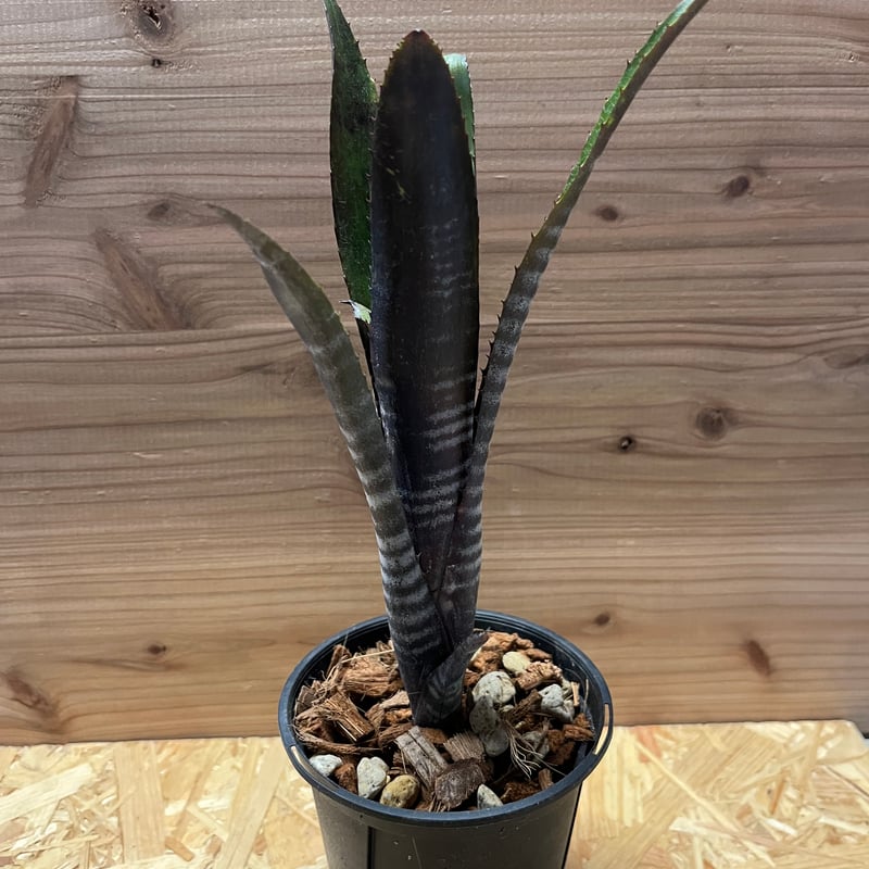 ビルベルギア　ダースベイダー② ビルベルギア ダースベイダー「Billbergia 'Darth vader'」2/2