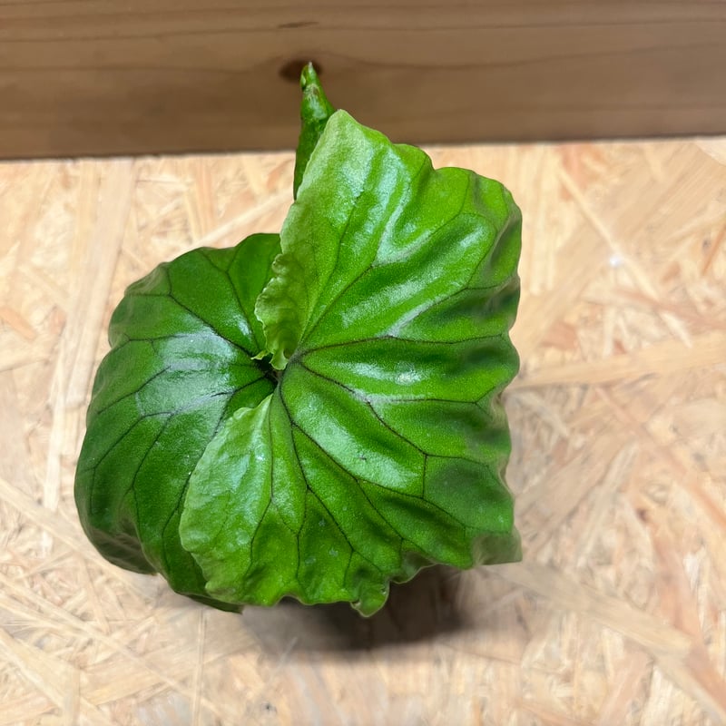 ビカクシダ マダガスカリエンセ | GREEN LUCK