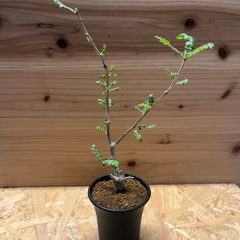 ボスウェリア ネグレクタ | GREEN LUCK