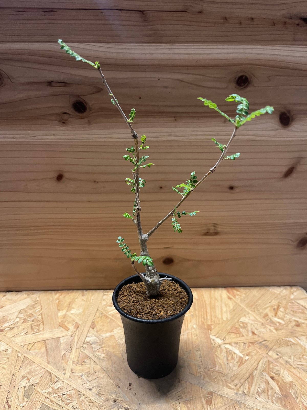 ボスウェリア ネグレクタ | GREEN LUCK