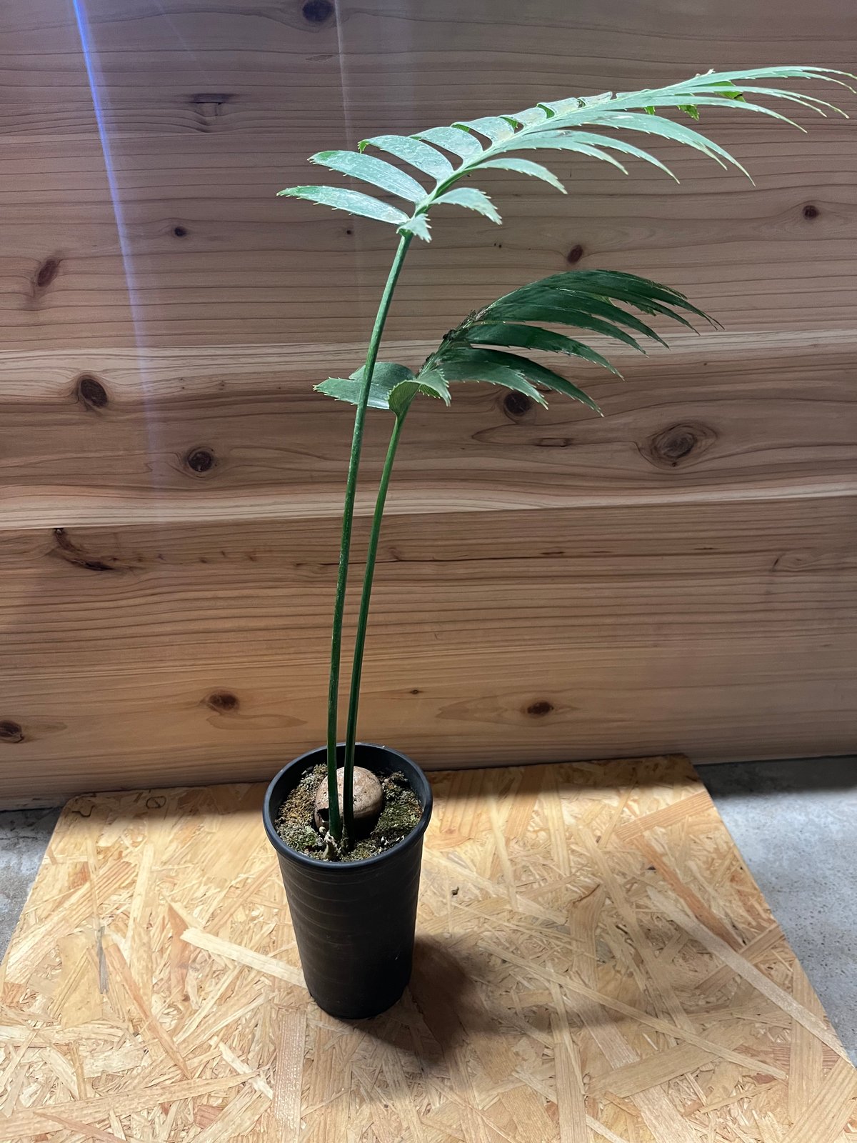 ディオーン スピヌロスム | GREEN LUCK