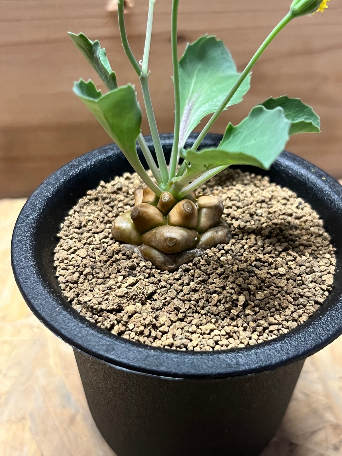 オトンナ・ヘレー オトンナ ヘレー | GREEN LUCK