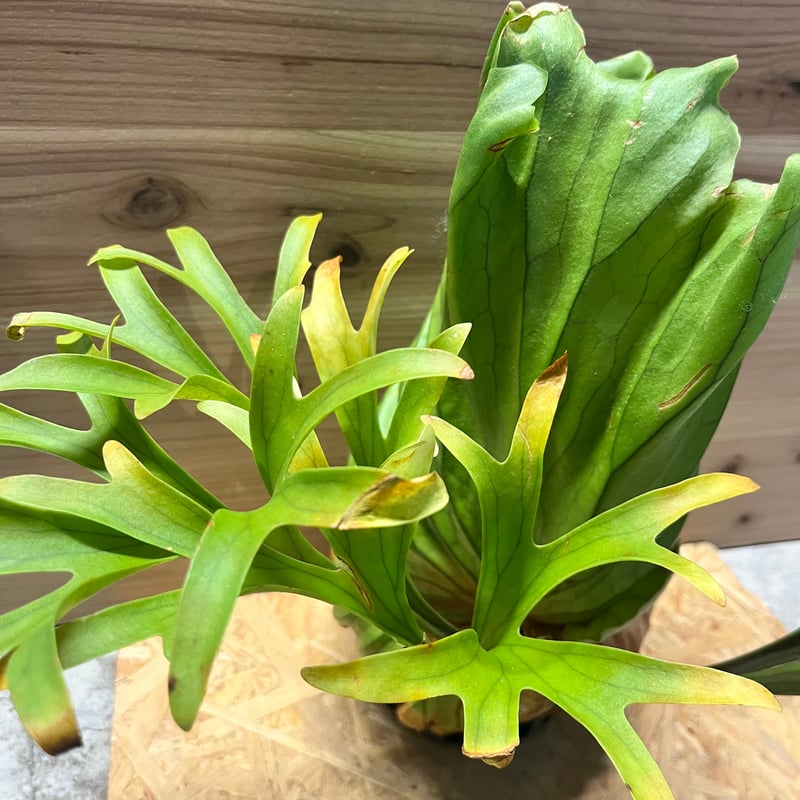 ビカクシダ キッチャクード クイーン | GREEN LUCK