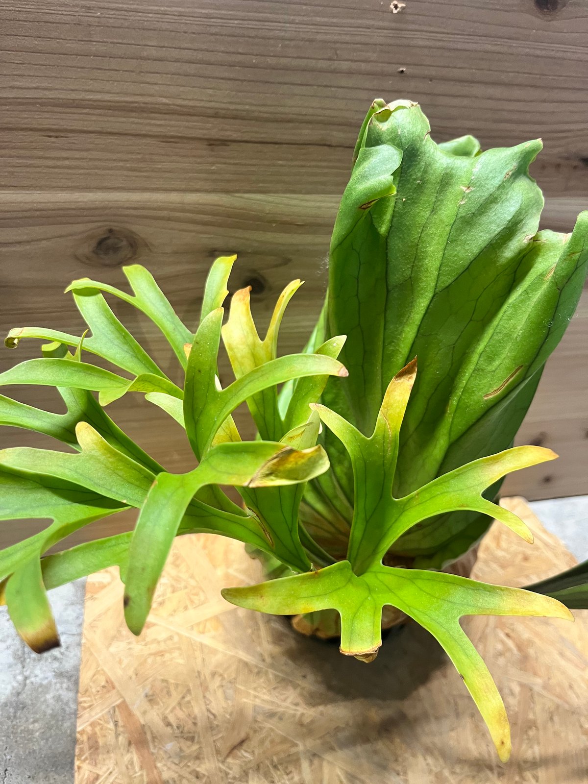 ビカクシダ キッチャクード クイーン | GREEN LUCK