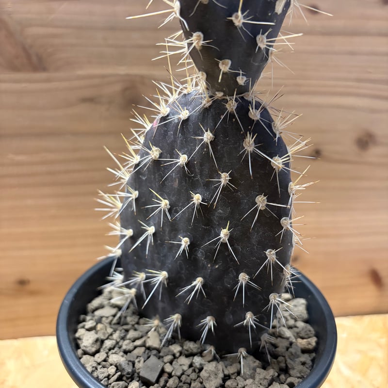 オプンチア ガラパゲイア | GREEN LUCK