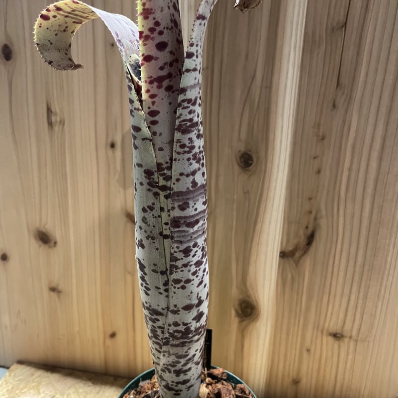 ケスネリア マルモラータ ティムプローマン | GREEN LUCK