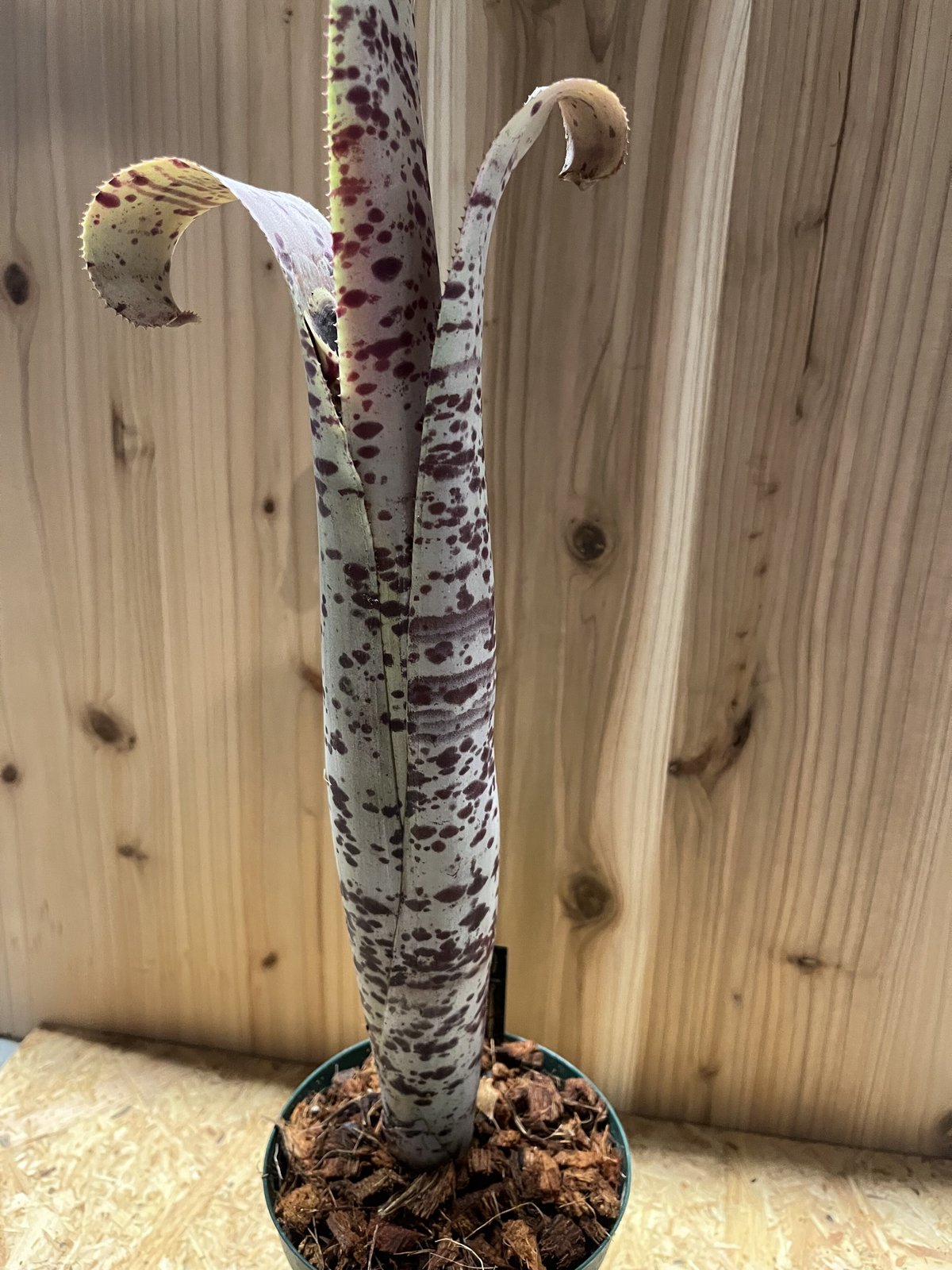 ケスネリア マルモラータ ティムプローマン ケスネリア・マルモラータ・ティムプローマン Quesnelia marmorata