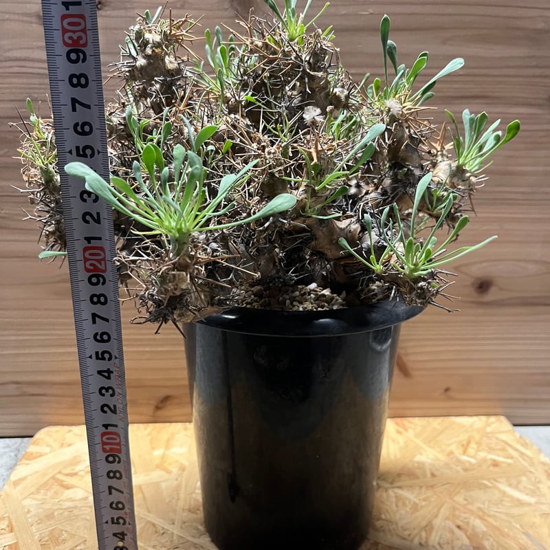 オトンナ ユーフォルビオイデス 黒鬼城 大株 | GREEN LUCK