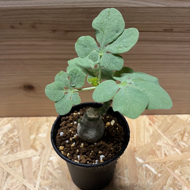 シャカリキ てる　アデニアグラウカ アデニア グラウカ（幻蝶かずら）041 – linkplants -リンクプランツ-