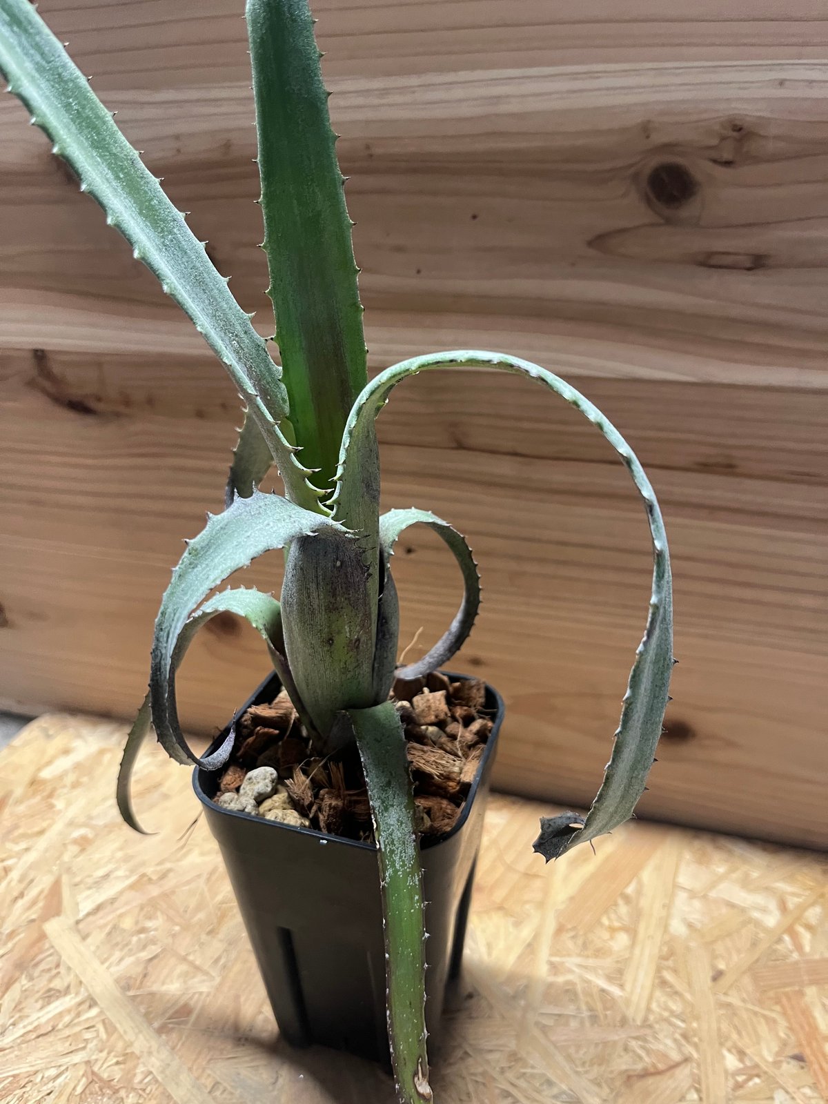 エクメア トカンティナ | GREEN LUCK