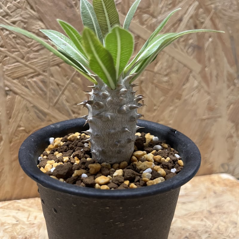 パキポディウム ロスラーツム | GREEN LUCK