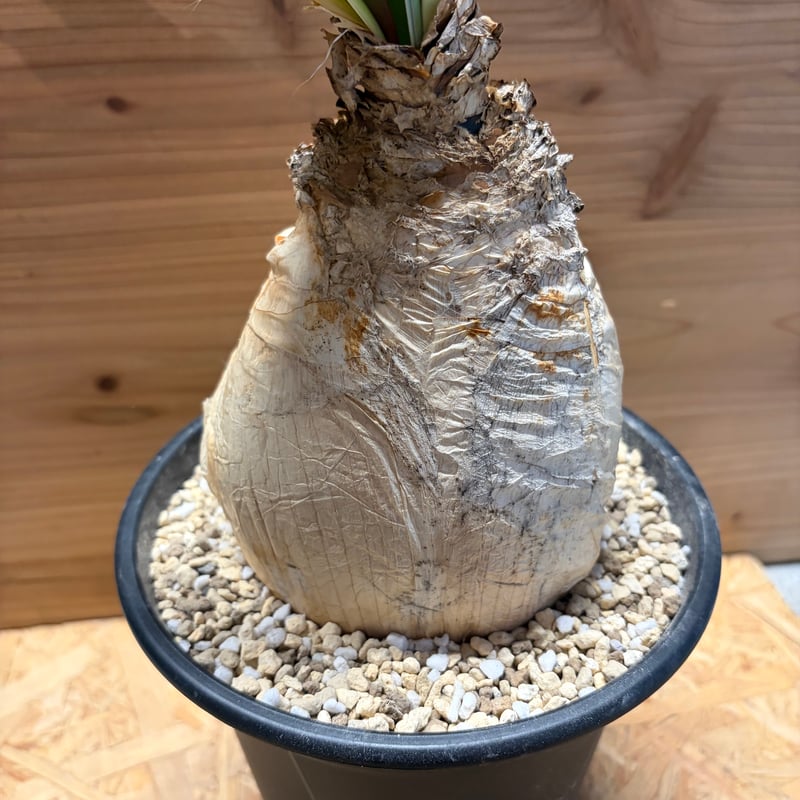 ブーファン ハエマンソイデス | GREEN LUCK