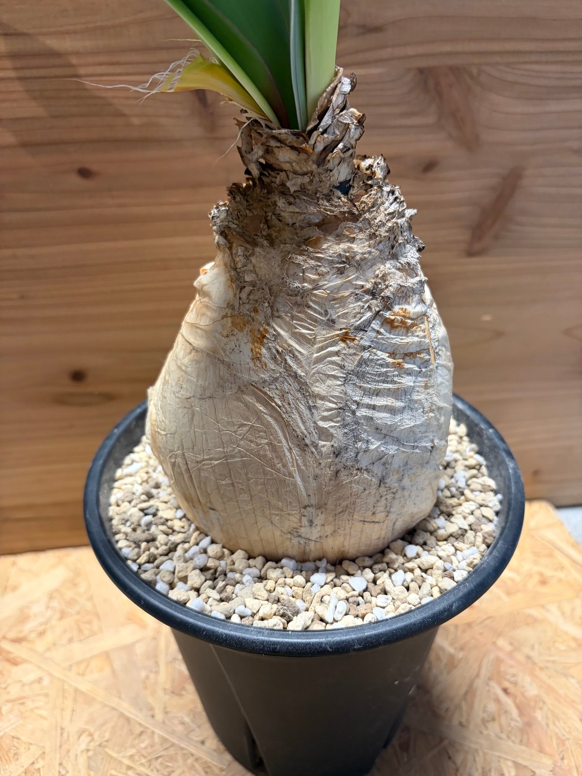 ブーファン ハエマンソイデス | GREEN LUCK