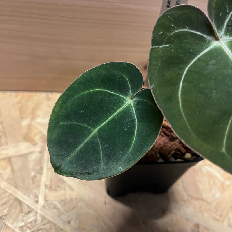 アンスリウム ホフマニー×カーラブラッキー | GREEN LUCK