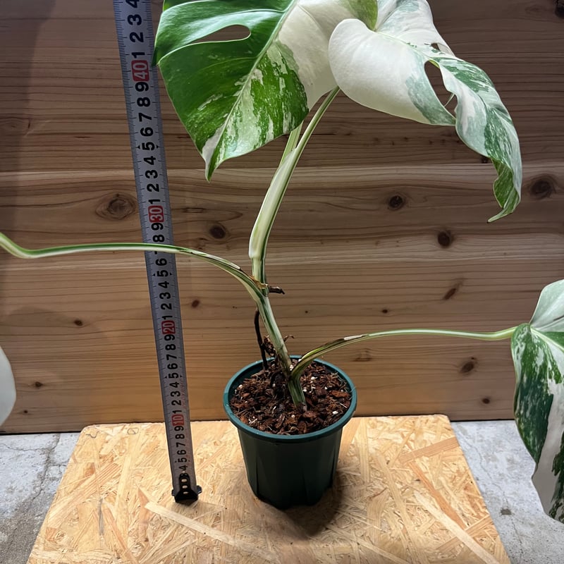 極斑入り モンステラ ボルシギアナ バリエガータ | GREEN LUCK