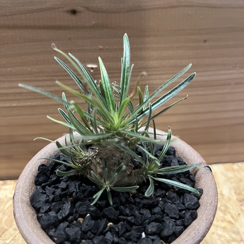 美形・水耕管理中】オペルクリカリア パキプス 発根管理中 【検索用】塊根植物 コーデックス パキポディウム グラキリス アガベ チタノタ - 観葉植物