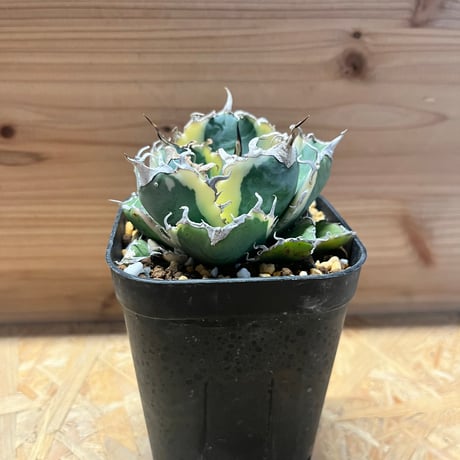 SEI　白鯨　親株 アガベ チタノタ 白鯨 ボールタイプ