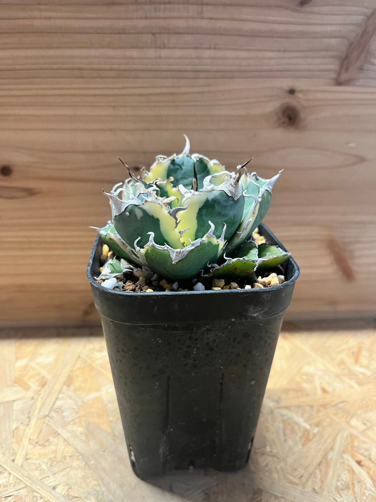 アガべ チタノタ '白鯨錦' | GREEN LUCK