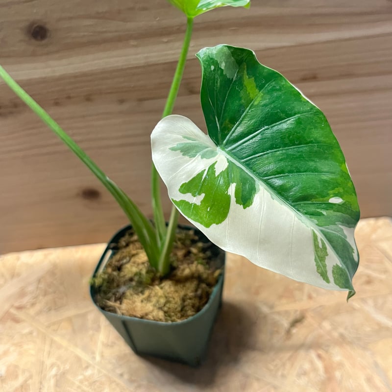 アロカシア オドラ 斑入りクワズイモ | GREEN LUCK