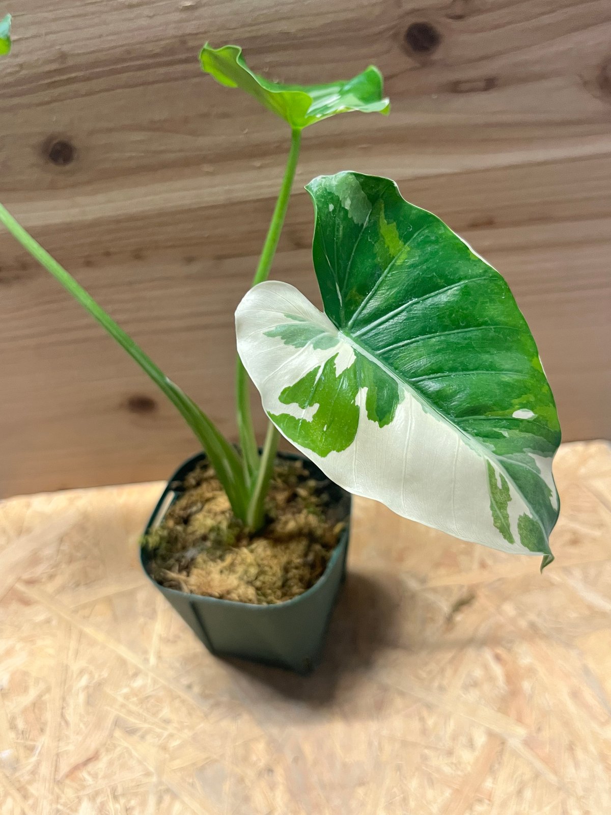 クワズイモ斑入り　アロカシアククラータ斑入り　イモ3点セット❗ 可愛い斑入り】 アロカシア ククラータ 斑入り シマクワズイモ