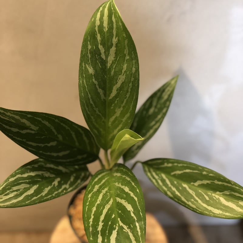 アグラオネマ ニティドゥム カーティシー Aglaonema