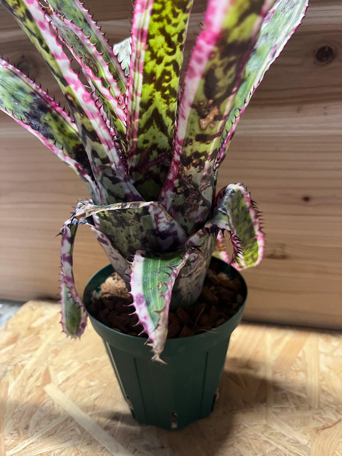 エクメア オーランディアナ エンサイン | GREEN LUCK