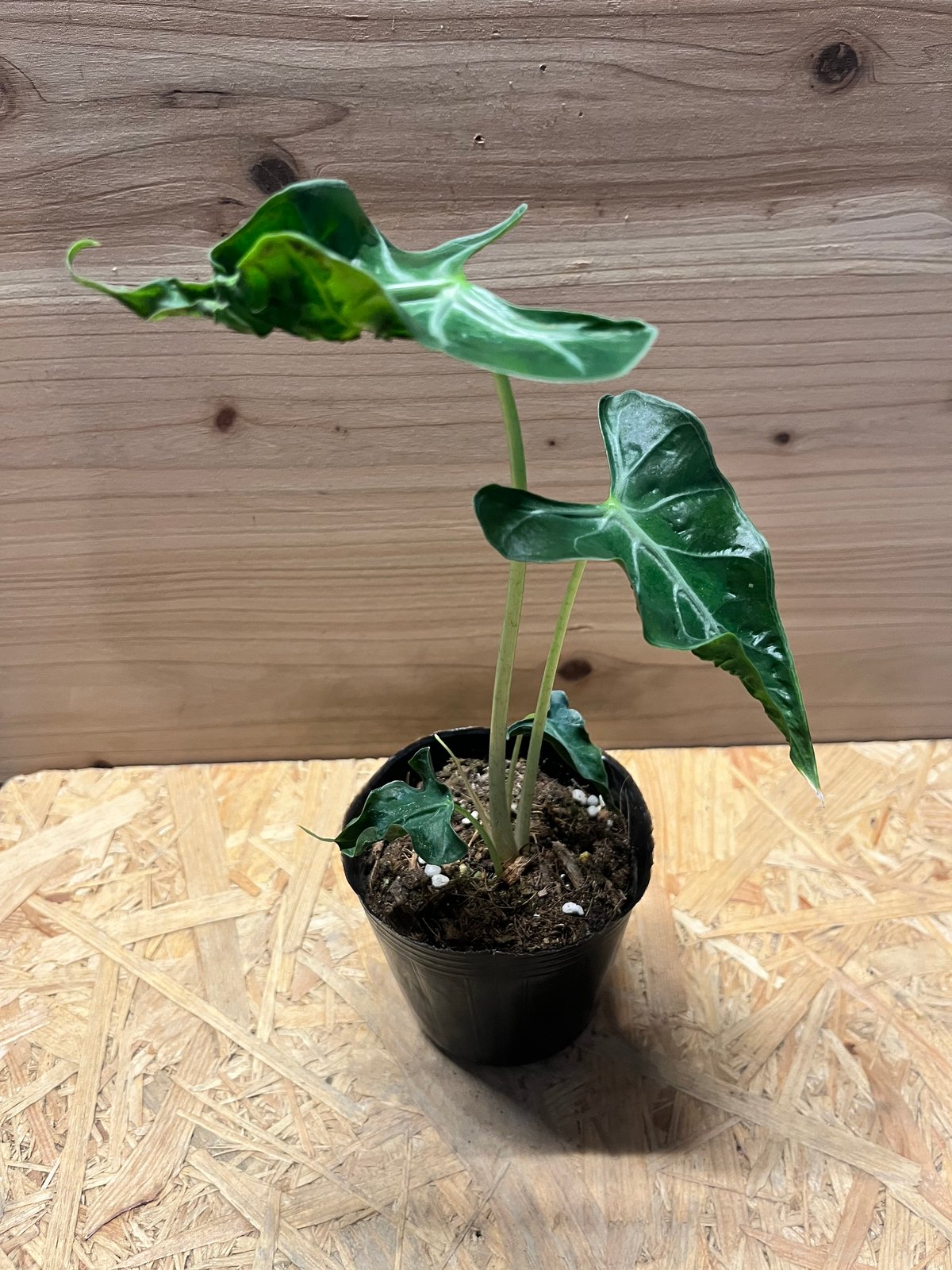 Alocasia Loco x 10 plants アロカシア・ロコ アロカシア・ロコ Alocasia 'Loco' | Plants Baka