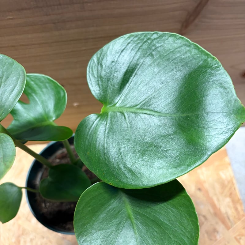 モンステラ デリシオーサ 実生変異 | GREEN LUCK