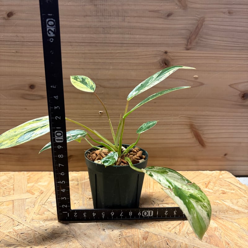 フィロデンドロン 'エメラルドクイーン' 斑入り | GREEN LUCK