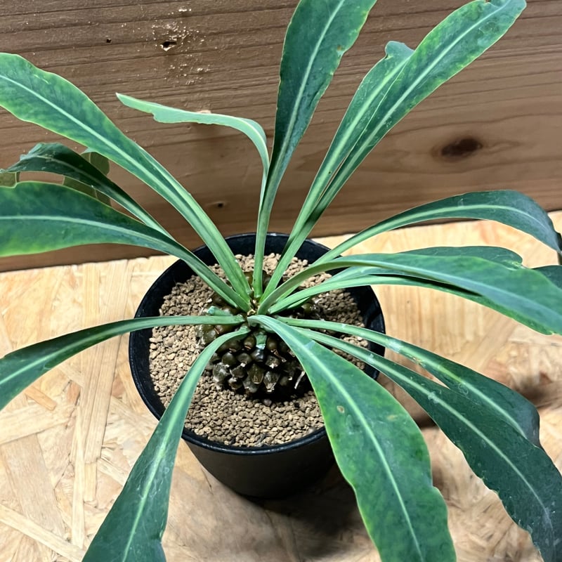 ユーフォルビア ブプレウリフォリア 鉄甲丸 | GREEN LUCK