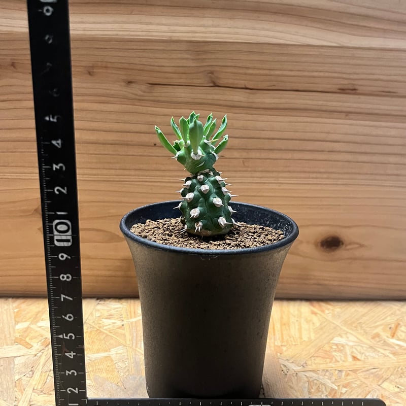 ユーフォルビア cv.トム | GREEN LUCK