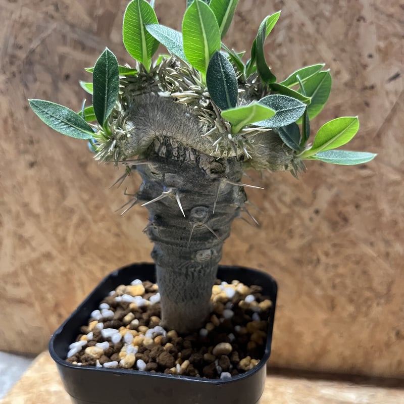 パキポディウム 恵比寿笑い ラメリー接木 | GREEN LUCK