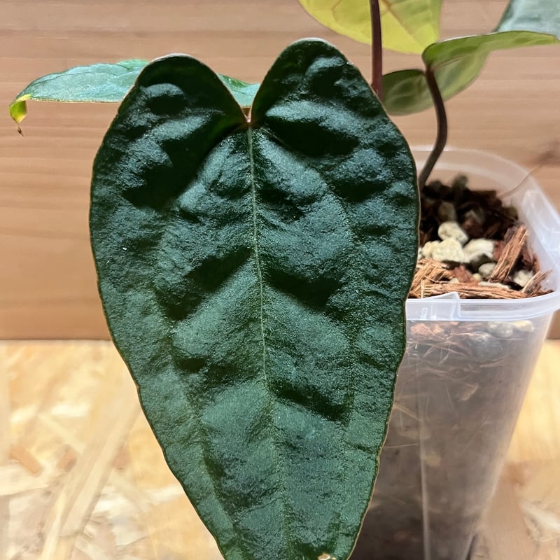 アンスリウム エース オブ スペード | GREEN LUCK