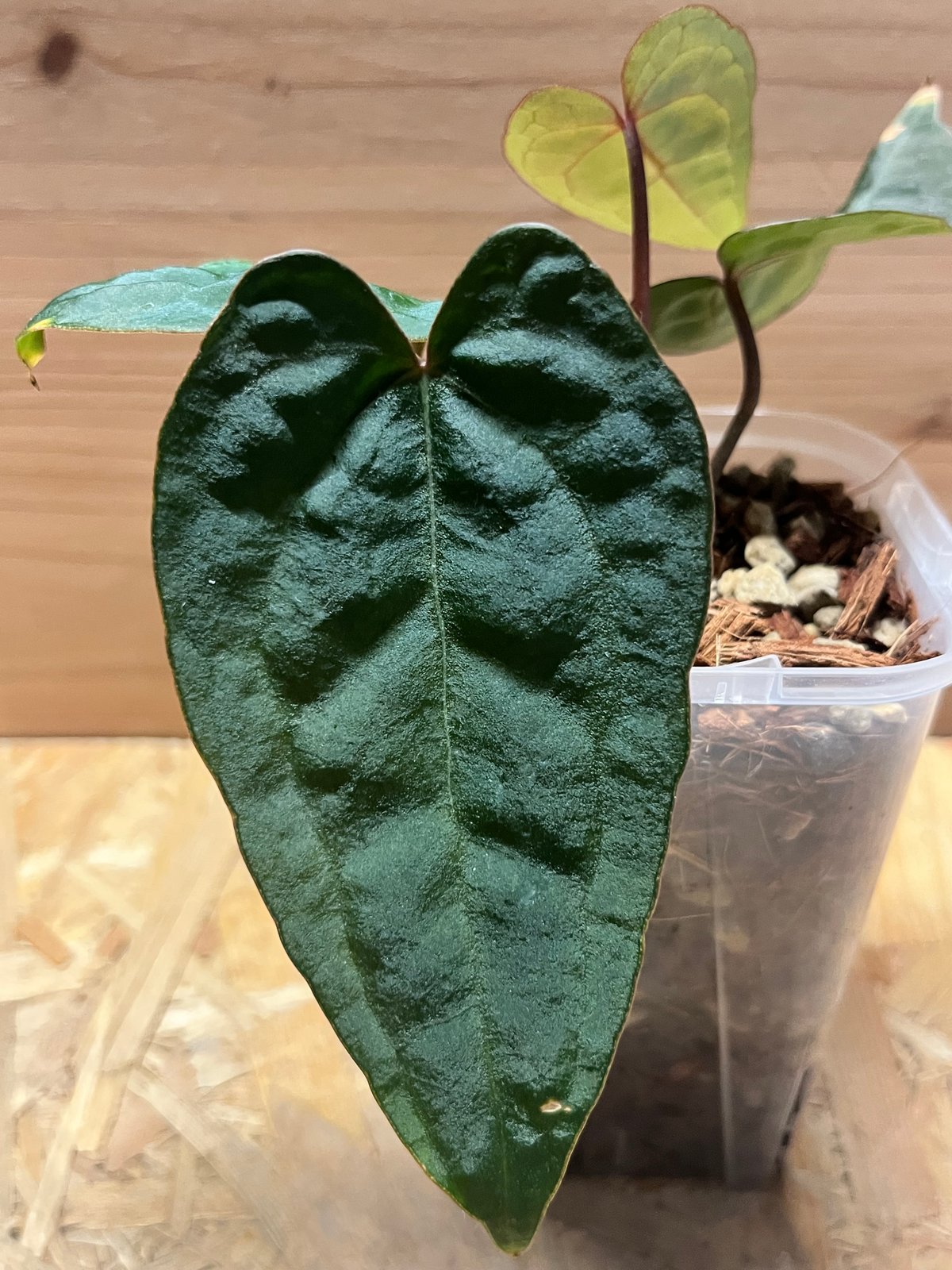 アンスリウム　エースオブスペード　ダークナロー アンスリウム エース オブ スペード | GREEN LUCK