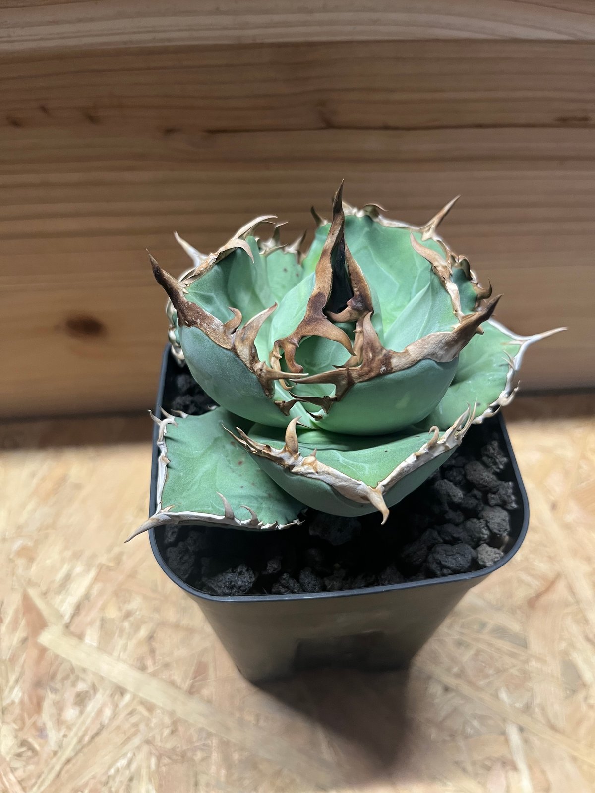 アガベ チタノタ 阿修羅 | GREEN LUCK