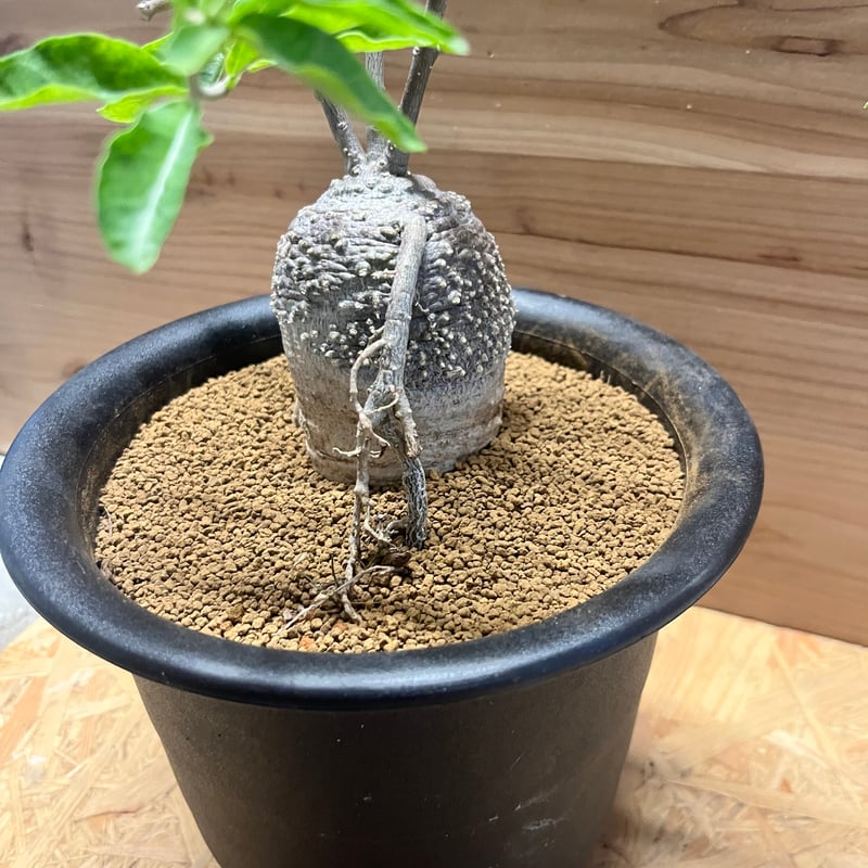 フォッケア エデュリス 火星人 | GREEN LUCK