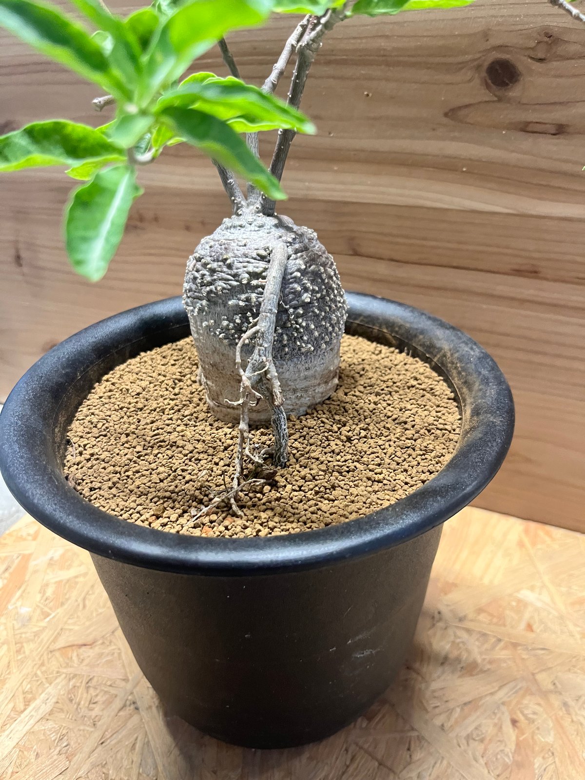 フォッケア エデュリス 火星人 | GREEN LUCK