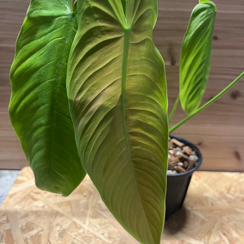 フィロデンドロン テヌー | GREEN LUCK