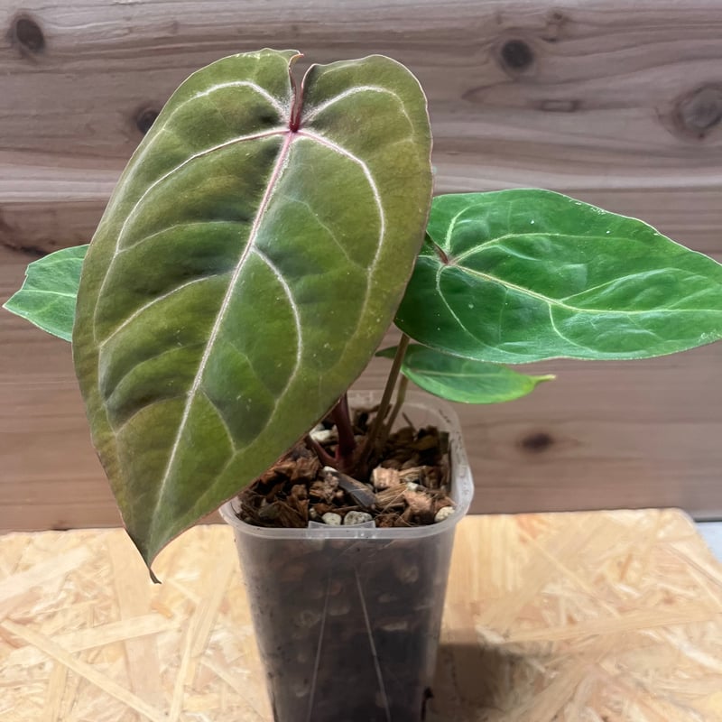 その他観葉植物 Anthurium Hoffmanni Indonesia アンスリウム ホフマニー レッドサイナス（インドネシア） | GREEN LUCK
