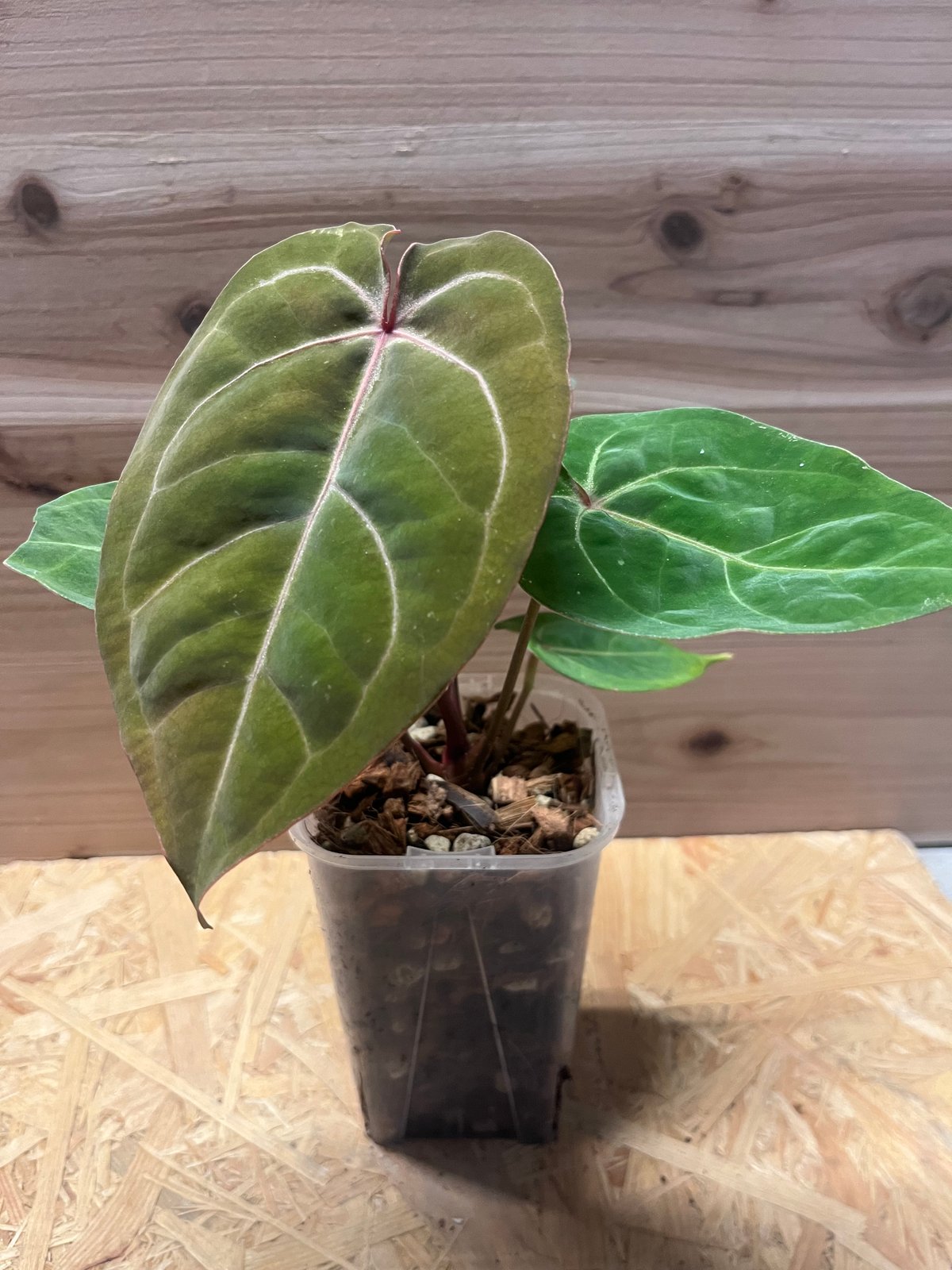 anthuriumアンスリウムBloodMoon ホフマニーレッドサイヌスAUS 🌱 Anthurium 'Blood moon' 🌱 Hoffmanii red sinus【AUS
