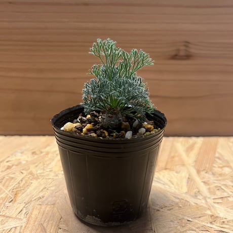 モンソニアペニクリナムたけろうポットシロサビ