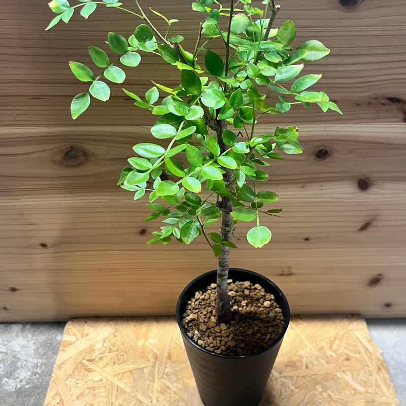 塊根植物 オペルクリカリアボレアリス盆栽素材 オペルクリカリア ボレアリス Operculicarya borealis 20200523