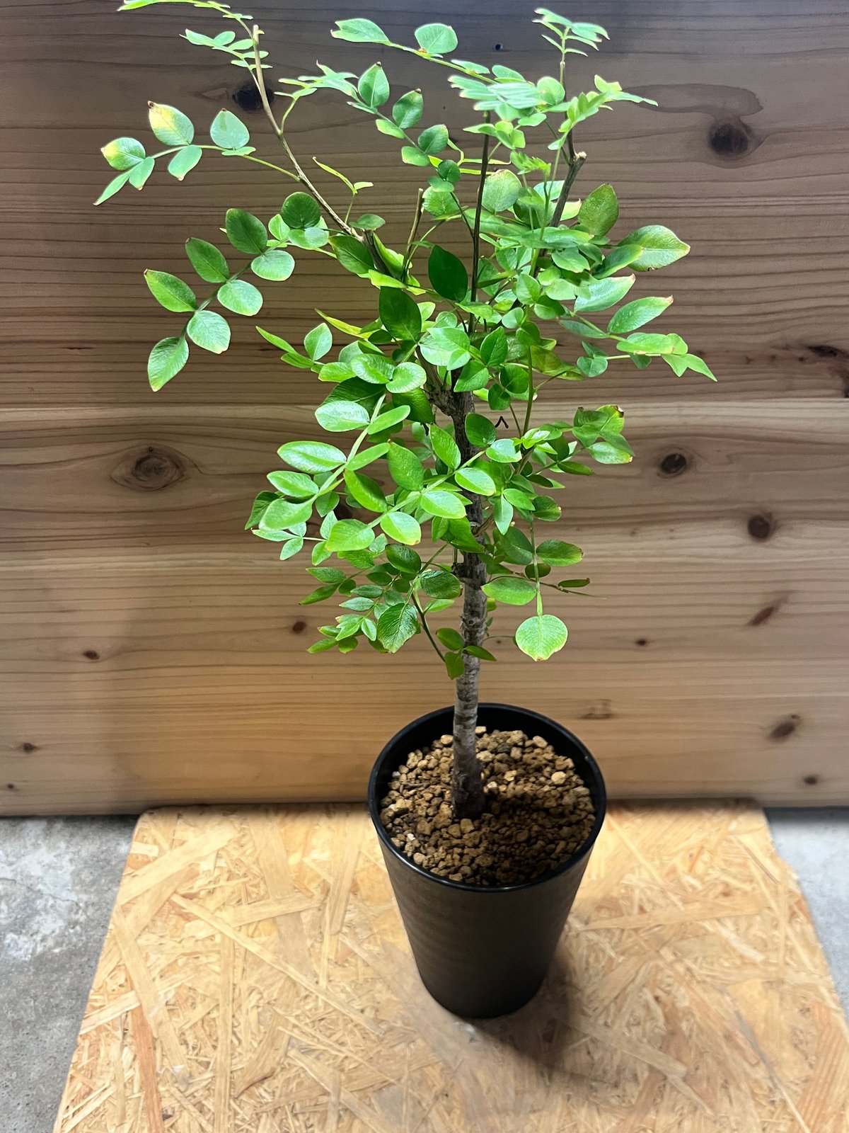 オペルクリカリア ボレアリス | GREEN LUCK