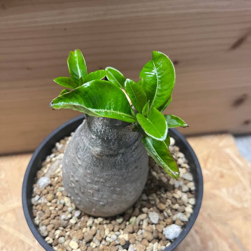 パキポディウム デカリー | GREEN LUCK