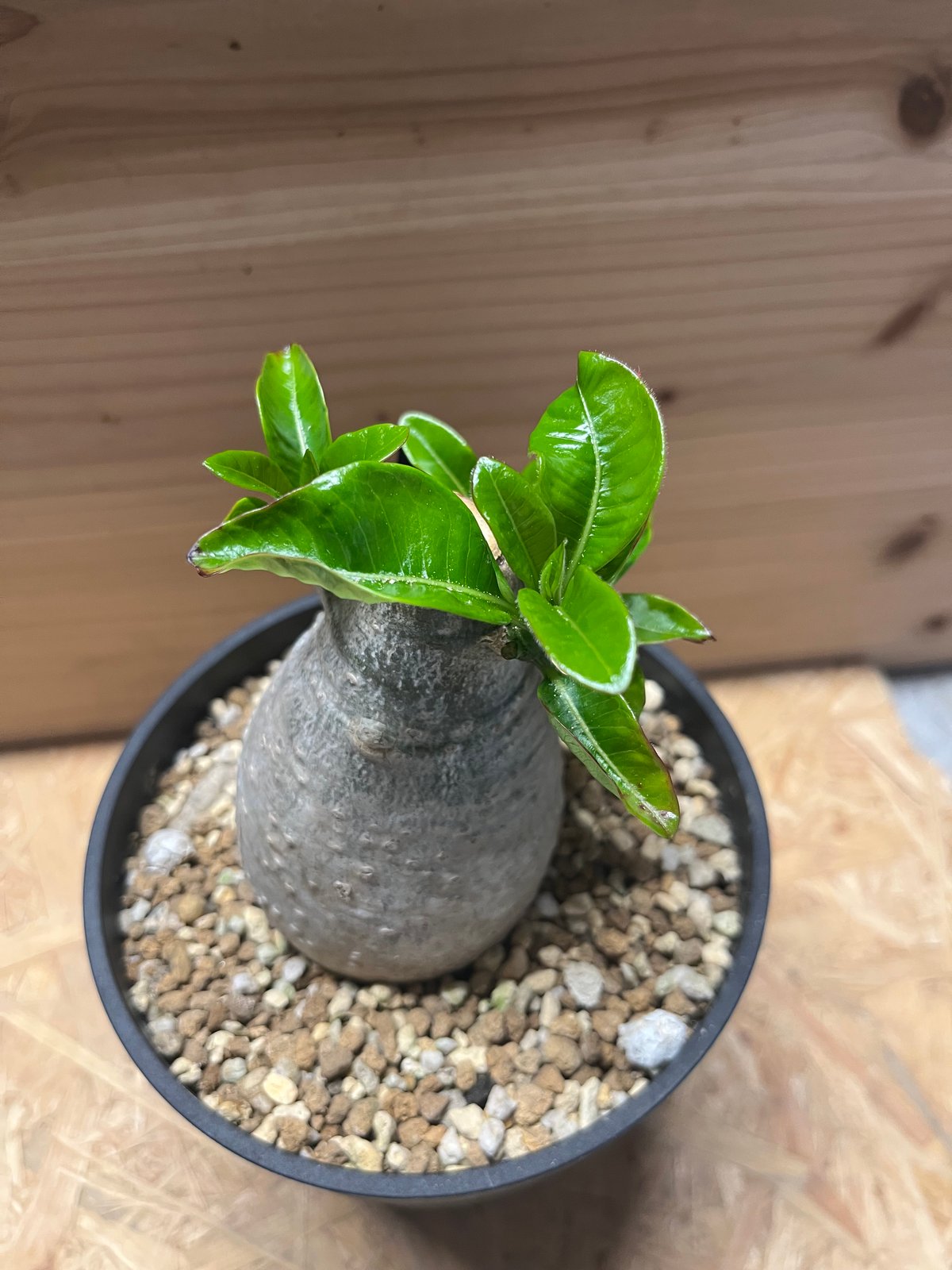 パキポディウム　デカリー 塊根植物 多肉 パキポディウム・デカリー/盆栽、多肉植物、塊根植物、観葉植物